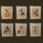 Grabados de aves